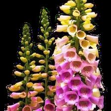 Схема вышивки «Наперстянка»