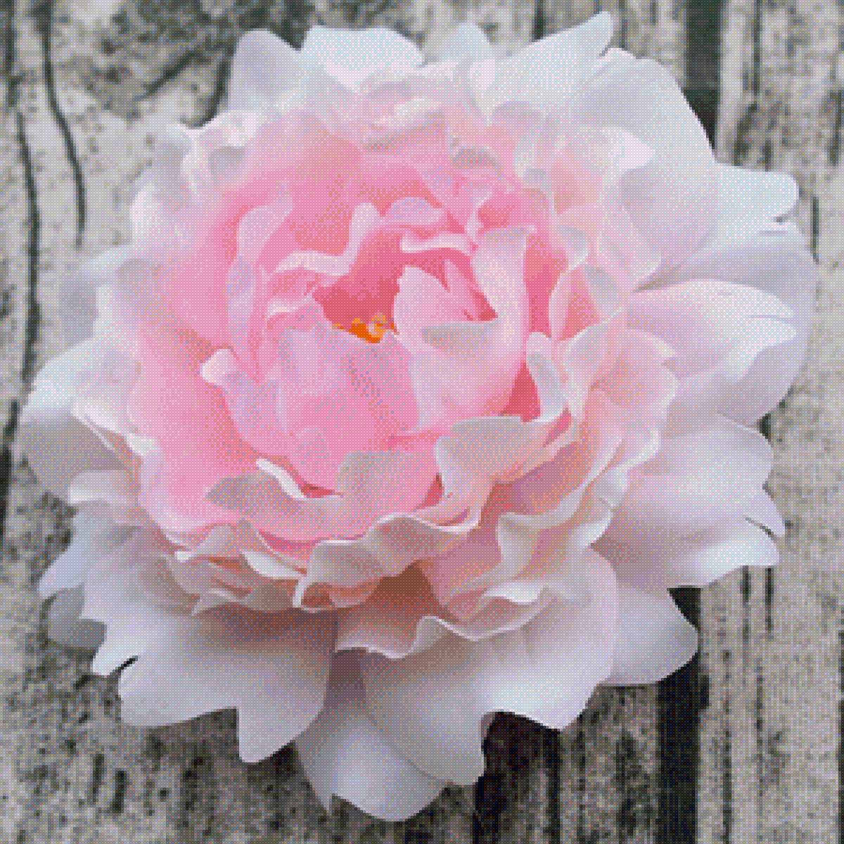 Пион - пионы., цветы - предпросмотр