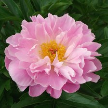 Схема вышивки «Пионы»