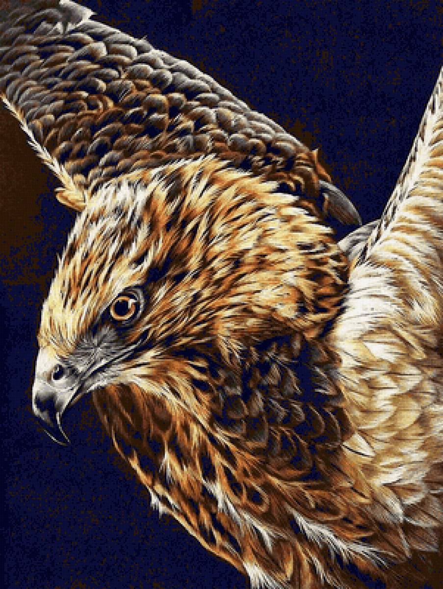 Орел - дикие, птицы, орел - предпросмотр