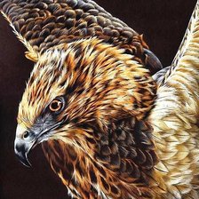 Схема вышивки «Орел»