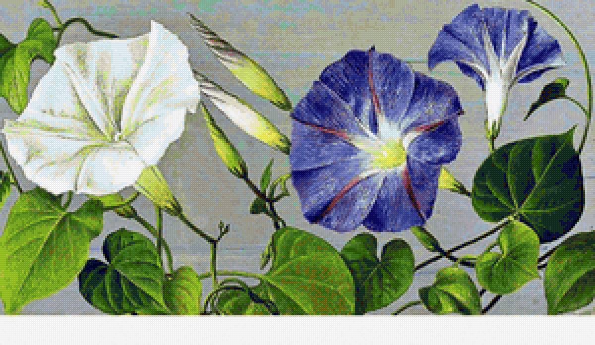 Вьюнок - букет, цветы - предпросмотр