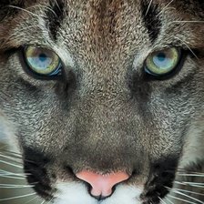 Схема вышивки «№2178062»