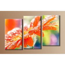 Схема вышивки «Гербера»