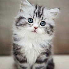 Схема вышивки «gato»