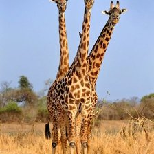 Схема вышивки «Три жирафа»