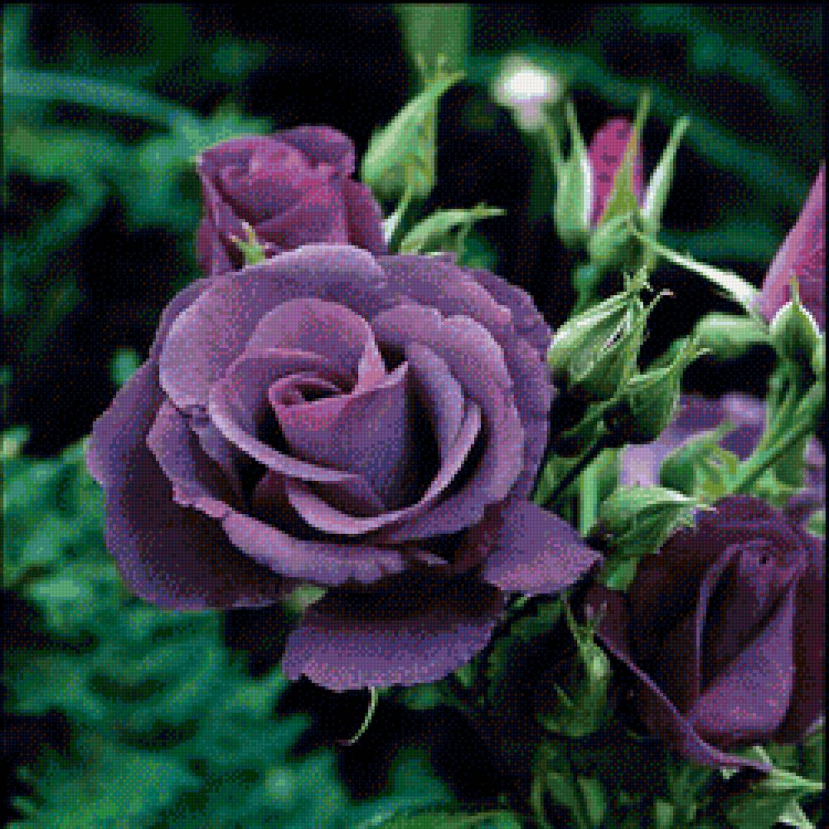 Фиолетовая недотрога - розы - предпросмотр