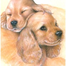 Схема вышивки «кокер спаниэль»