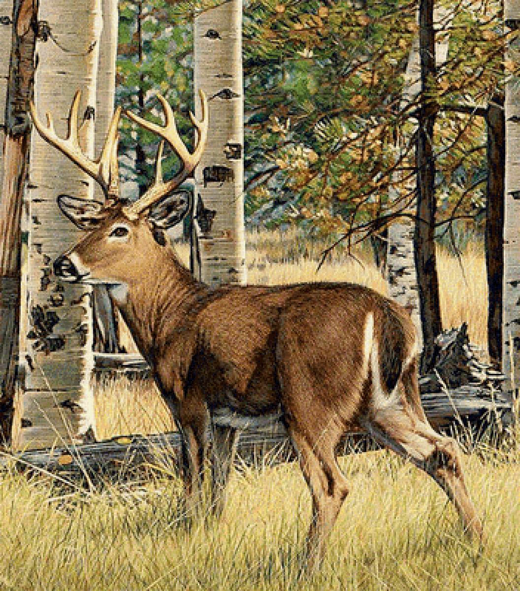 В лесу - пейзаж, лес, олень - предпросмотр