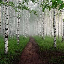 Схема вышивки «Березовая роща»