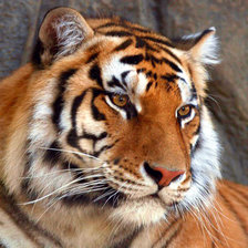 Схема вышивки «Тигр 2»