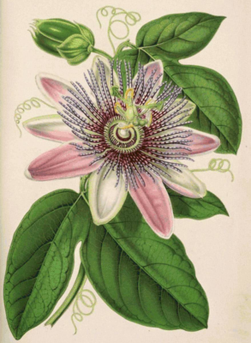 Flor de maracujá. - flores. - предпросмотр