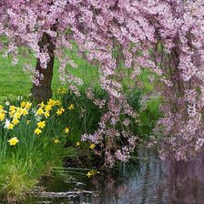 Схема вышивки «Flores de cerejeira no parque.»