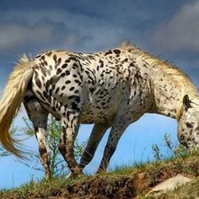 Схема вышивки «Долматинцы есть везде»