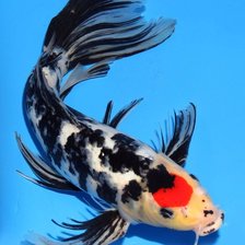 Схема вышивки «Карп кои»