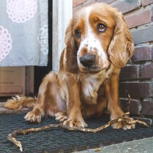 Схема вышивки «собака»