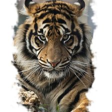 Схема вышивки «дикие»