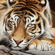 Схема вышивки «Взгляд тигра»