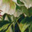 Предпросмотр схемы вышивки «пионы» (№2182780)