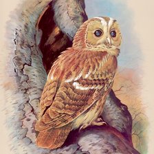 Схема вышивки «Сова»