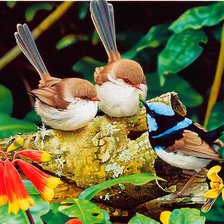 Схема вышивки «Pássaro.»