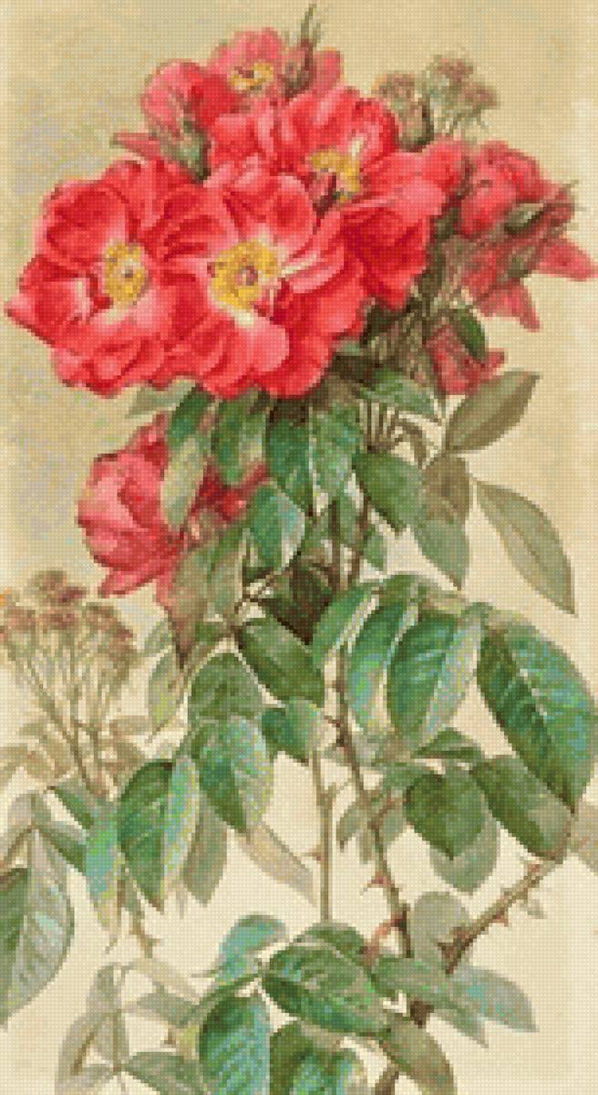 shipovnik - цветы, птицы - предпросмотр