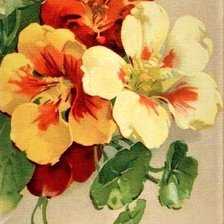 Схема вышивки «Nasturtsiya»