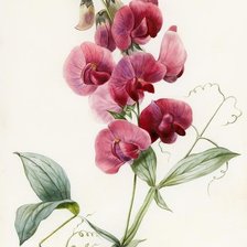 Схема вышивки «Mouse pea»