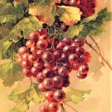 Схема вышивки «graps»