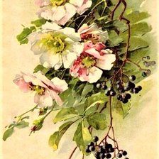 Схема вышивки «Shipovnik and busina»