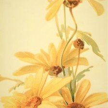 Схема вышивки «romashki»