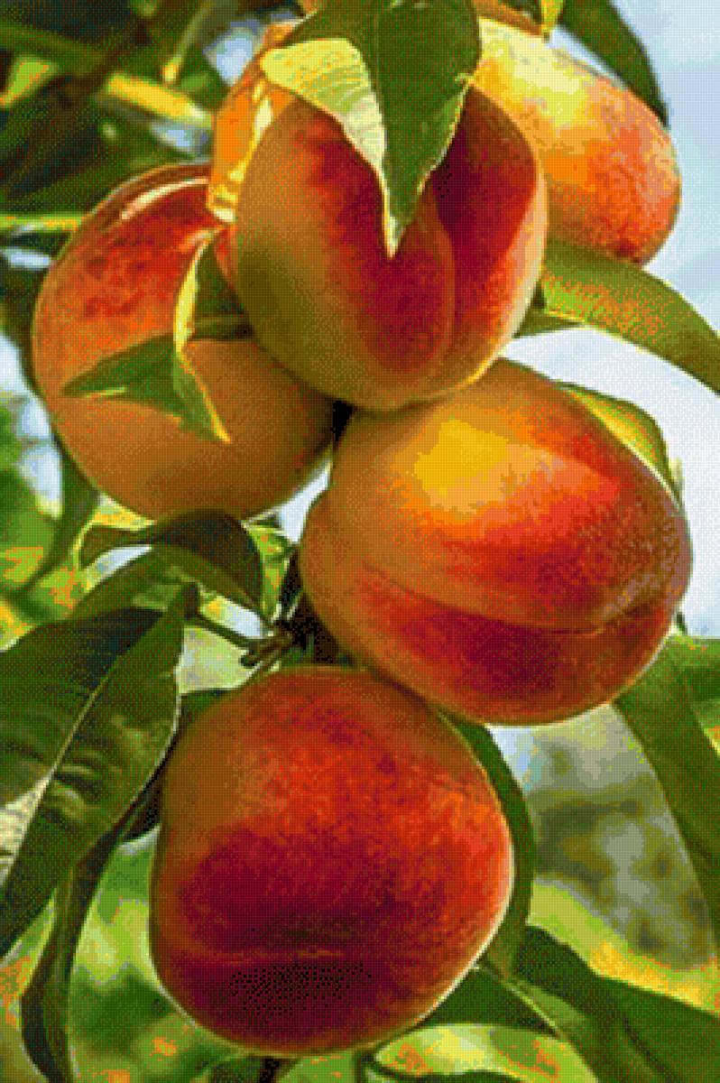 персики - персики - предпросмотр