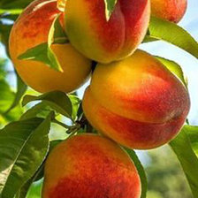 Схема вышивки «персики»