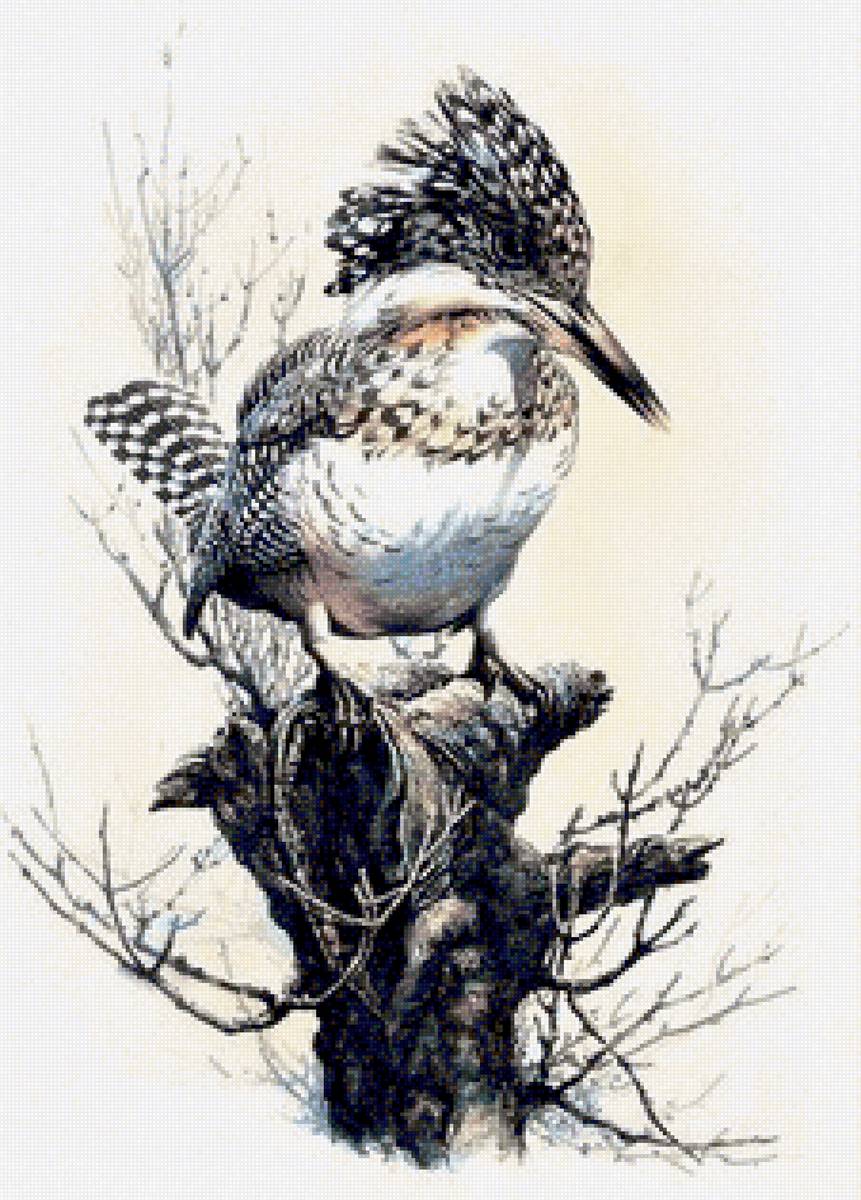 Birds - птицы - предпросмотр