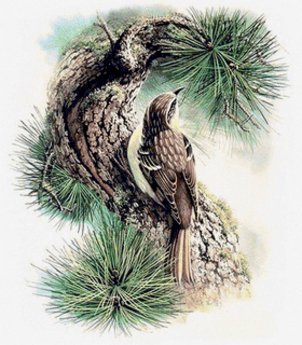 Birds 8 - птицы - предпросмотр