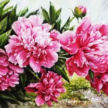 Схема вышивки «Пионы»