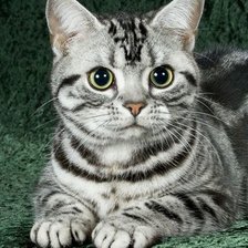 Схема вышивки «Gato.»