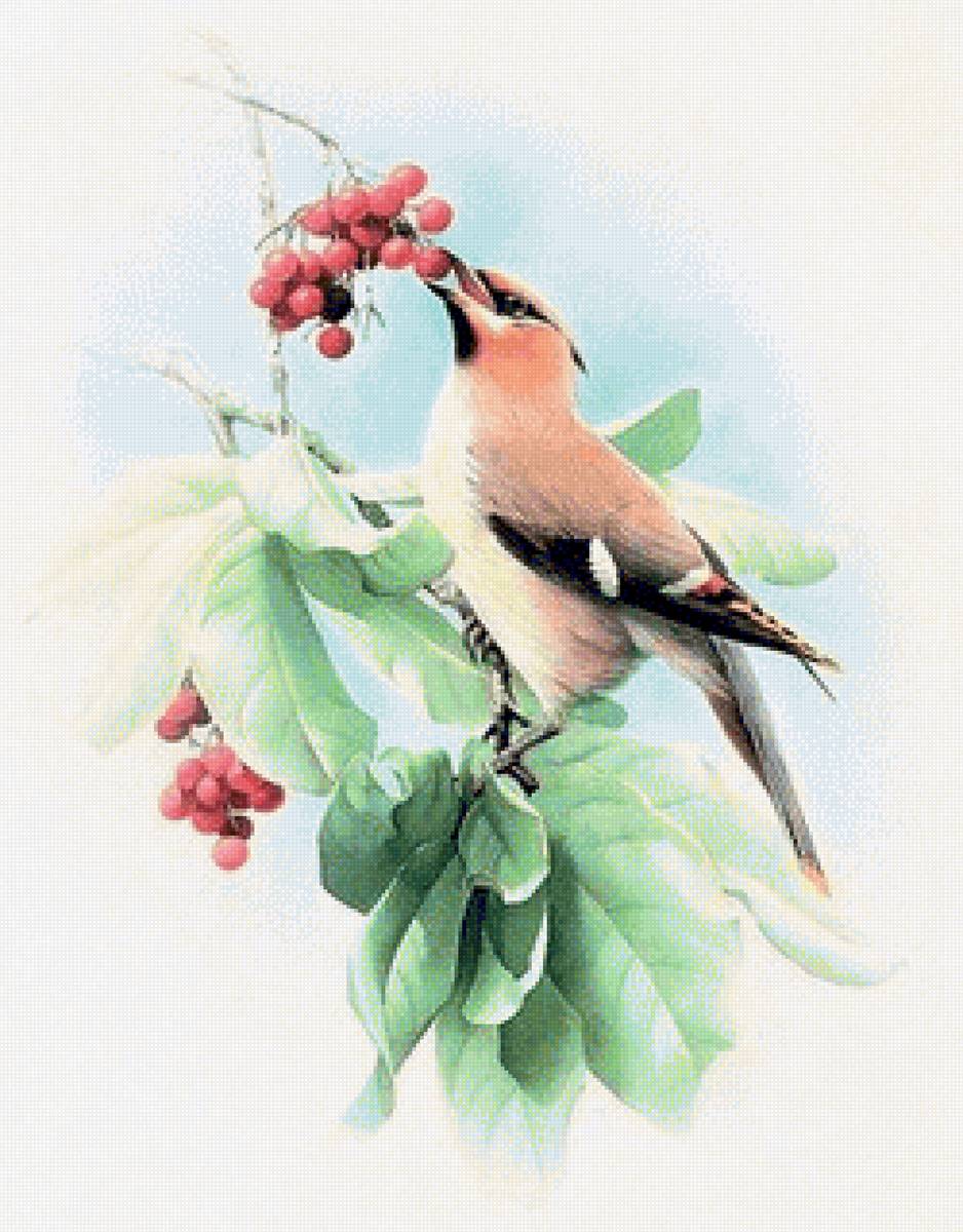 Birds 11 - птицы - предпросмотр