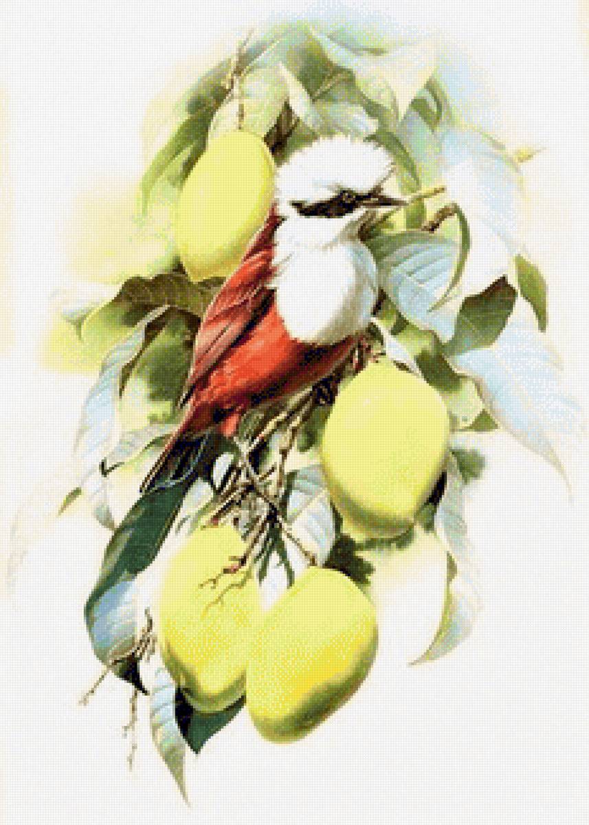 Birds 20 - птицы - предпросмотр