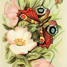 Схема вышивки «Butterfly and flower»