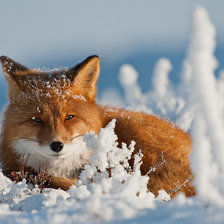 Схема вышивки «Лисичка в снегу»