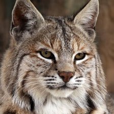 Схема вышивки «дикие»