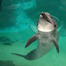 Схема вышивки «Дельфин»