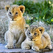 Схема вышивки «Животные»