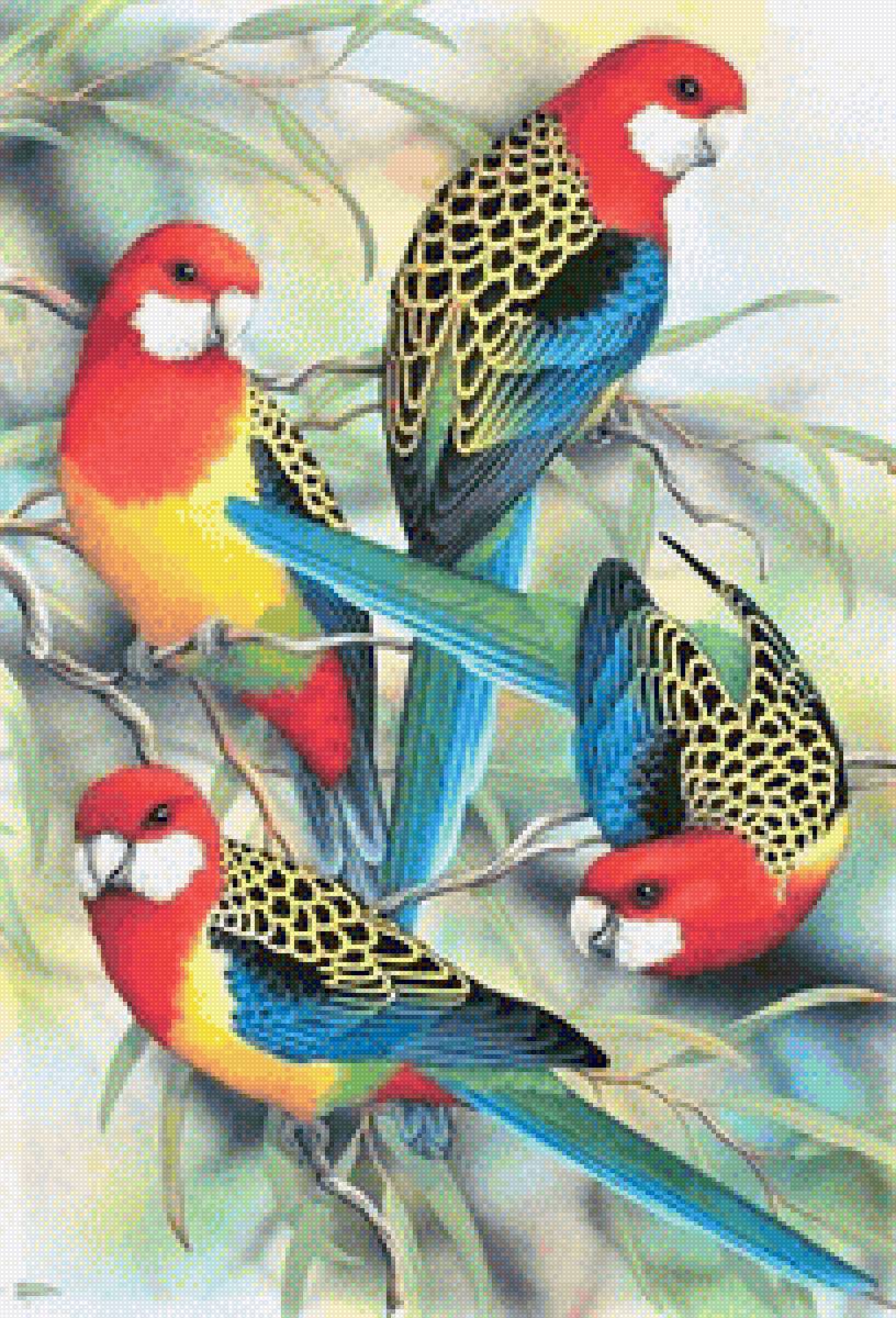 Australian parrots- Rosella - птицы - предпросмотр