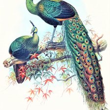 Схема вышивки «Couple pavlins»