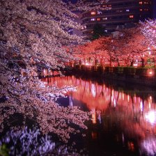 Схема вышивки «Ночь и сакура»