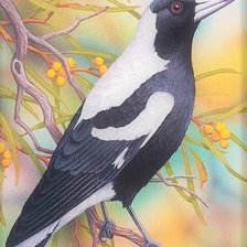 Схема вышивки «Magpie(australian soroka)»