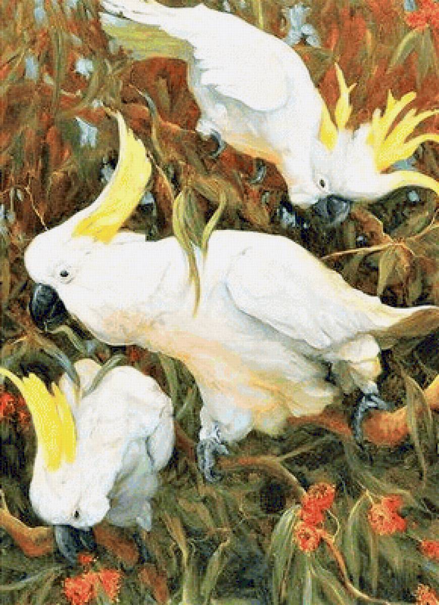 White kakadu - птицы - предпросмотр