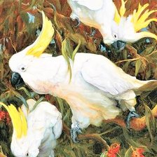 Схема вышивки «White kakadu»